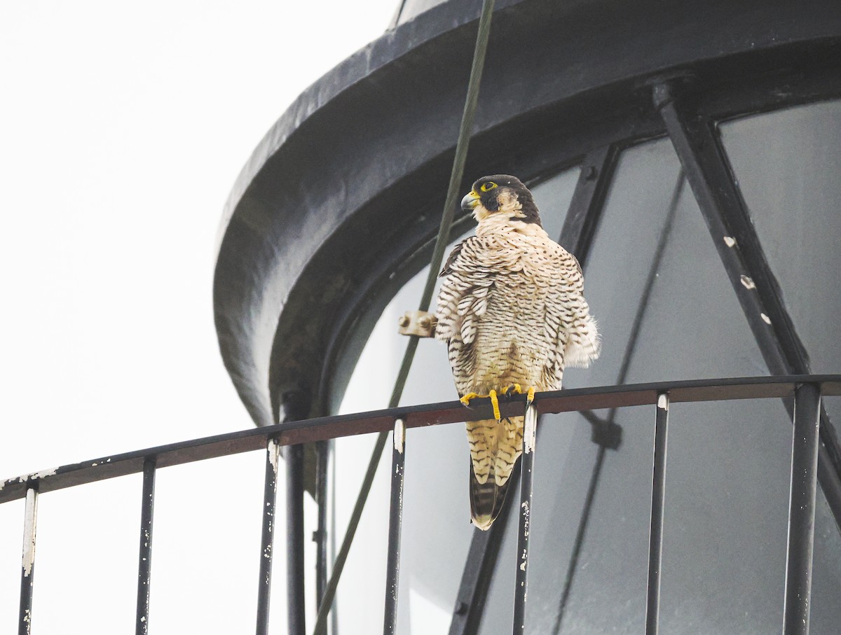 Peregrine Falcon - ML645215619