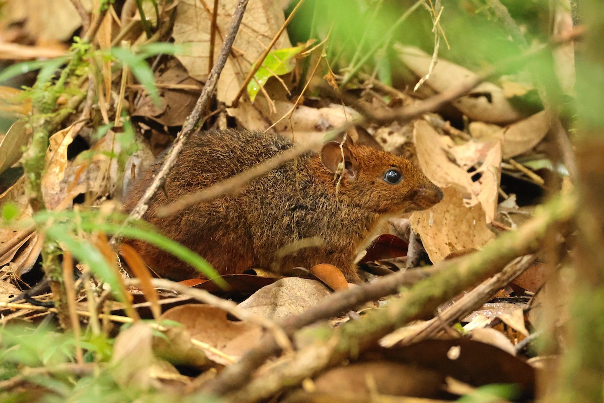 Eastern Nesomys - ML645215621