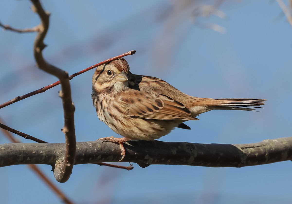 Song Sparrow - ML645215624