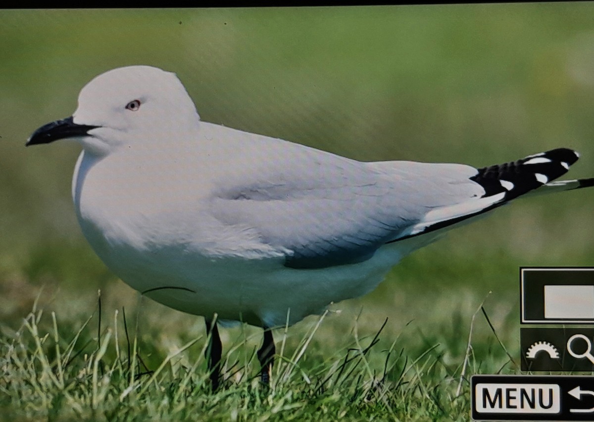 Antxeta maoria - ML645215625