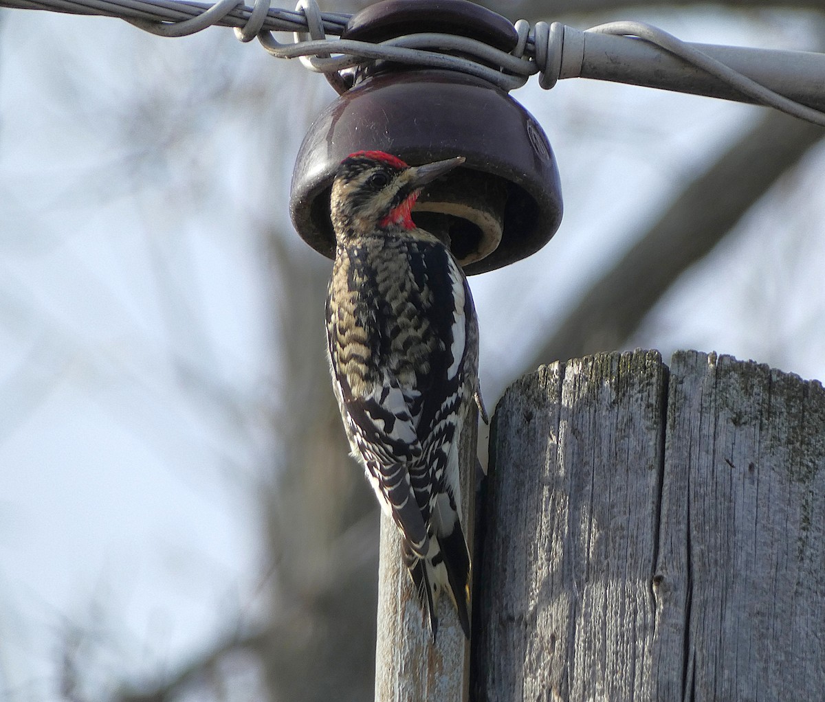 Yellow-bellied Sapsucker - ML645215627