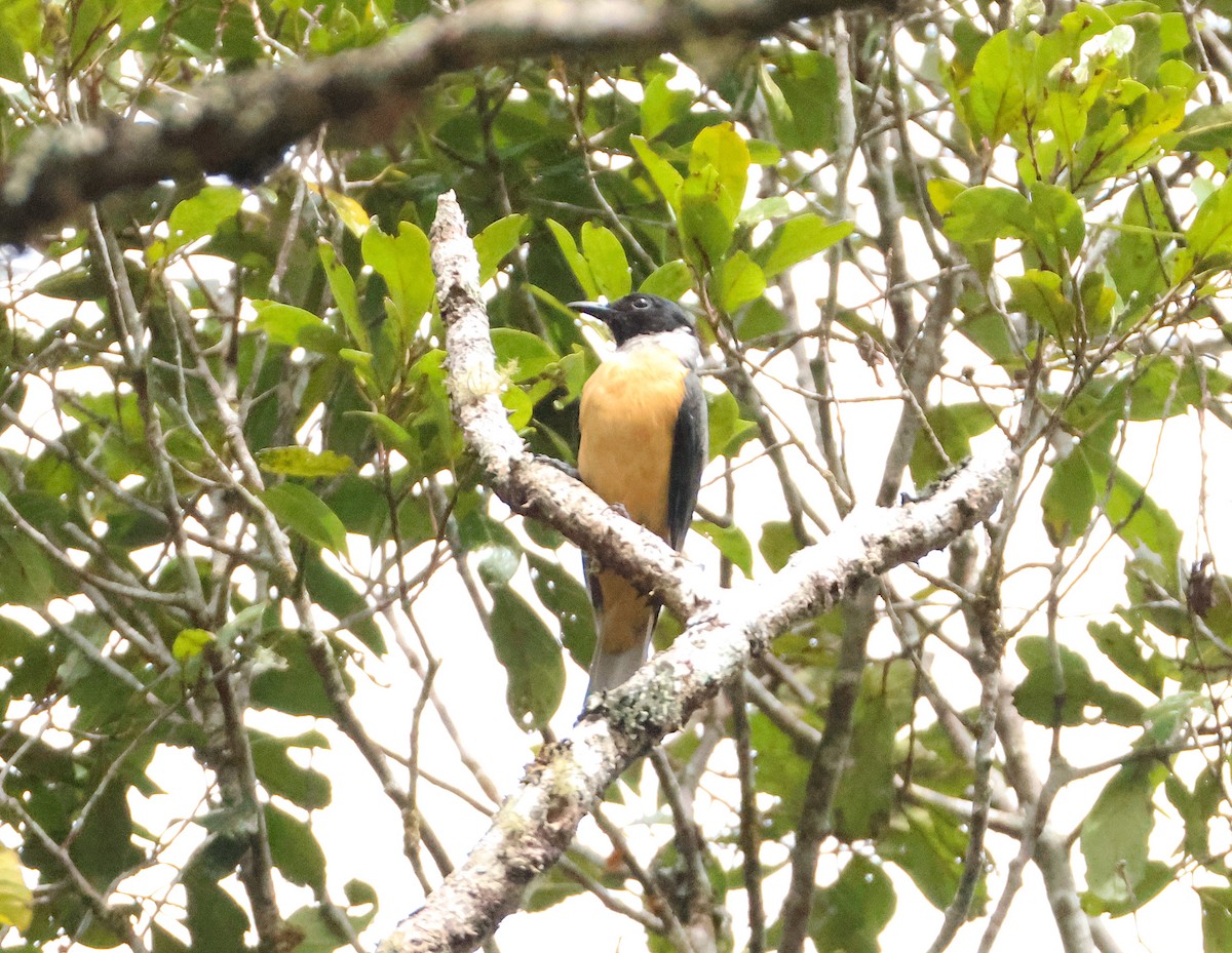 Tylas Vanga - ML645215628