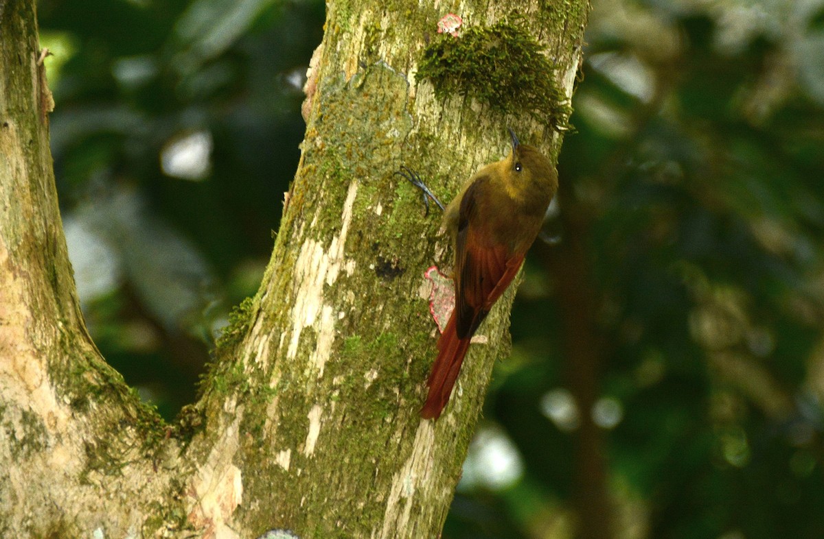Olivaceous Woodcreeper - ML645215629