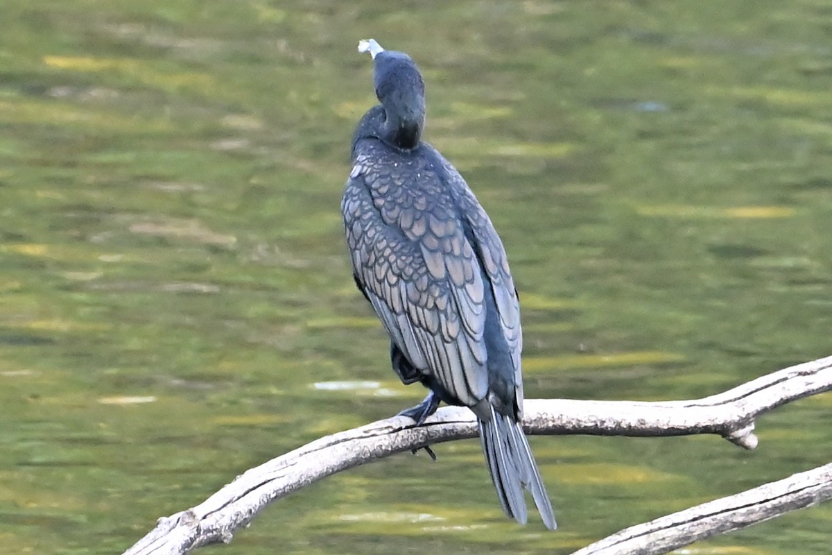 kormorán velký - ML645215632