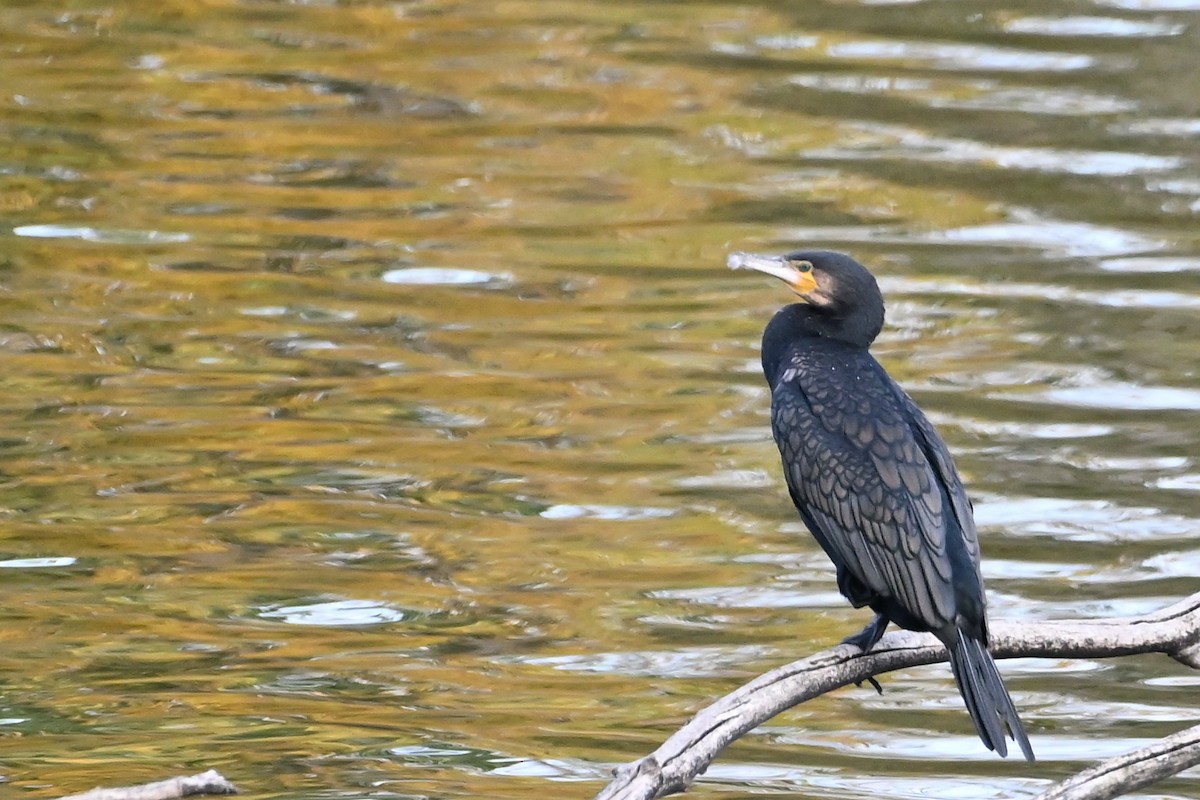 kormorán velký - ML645215633