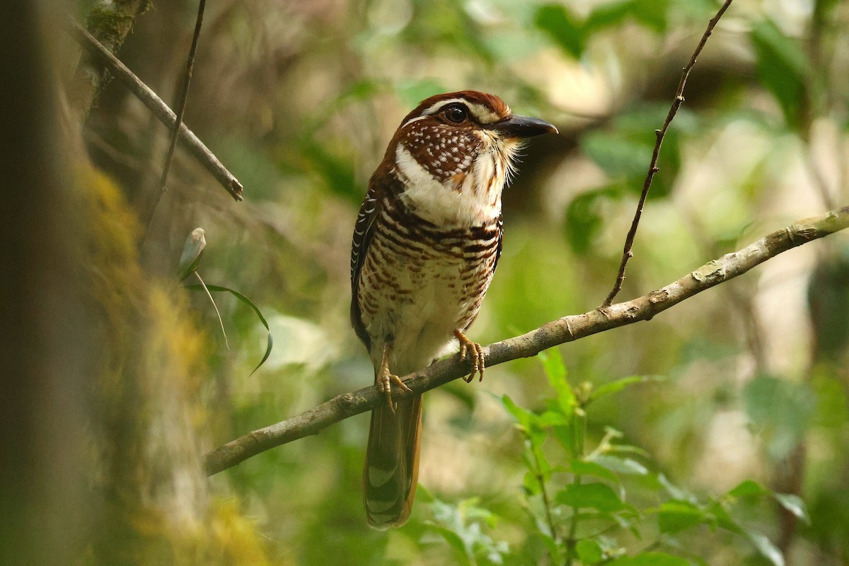 Short-legged Ground-Roller - ML645215639