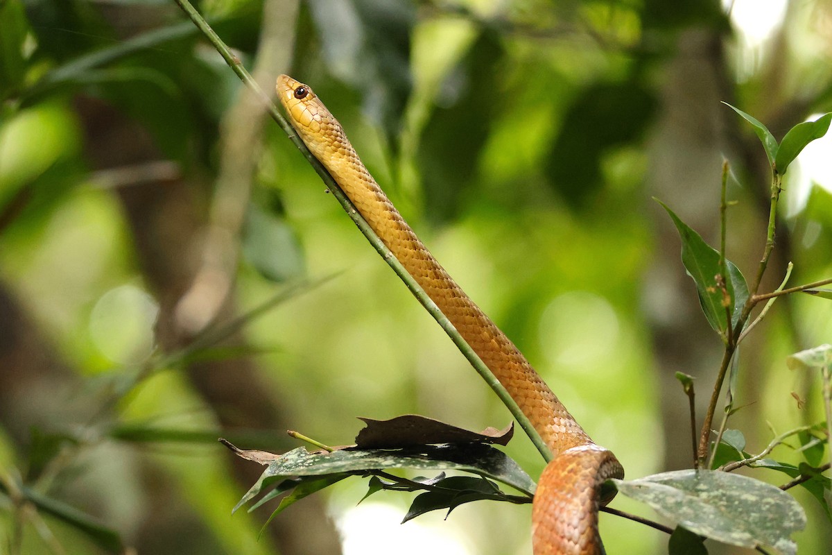 Madagascar Night Snakes - ML645215667