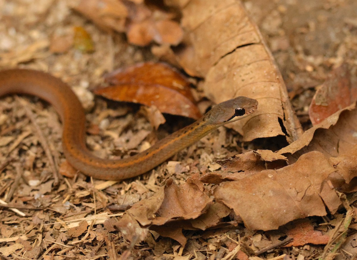 Forest Water Snake - ML645215671