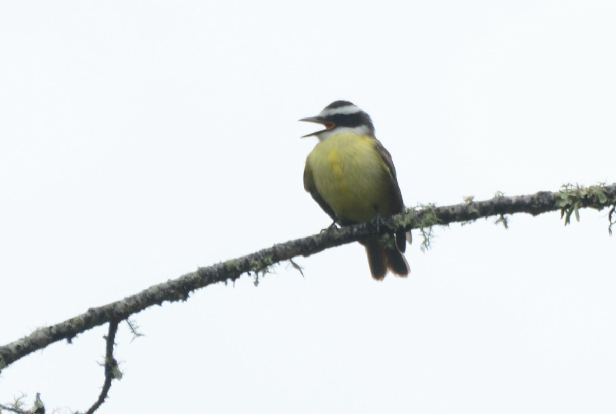 Sosyal Tiran - ML645215672