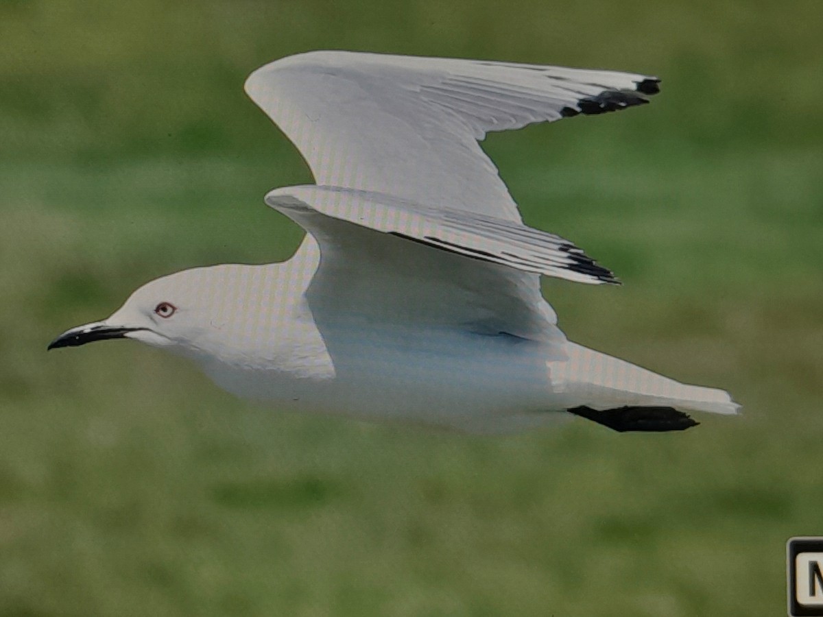 Antxeta maoria - ML645215696