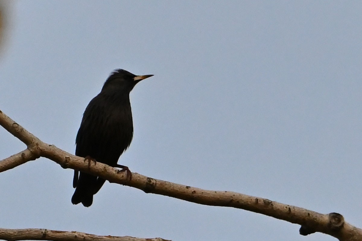 Einfarbstar - ML645215721