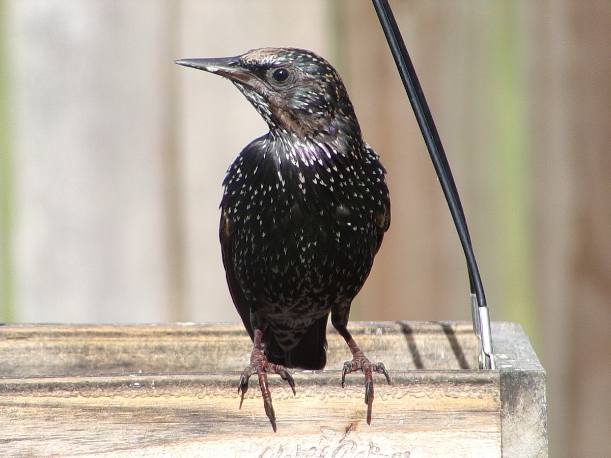European Starling - ML645215724