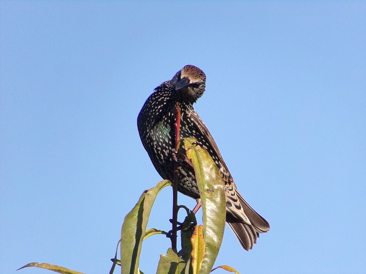 European Starling - ML645215725