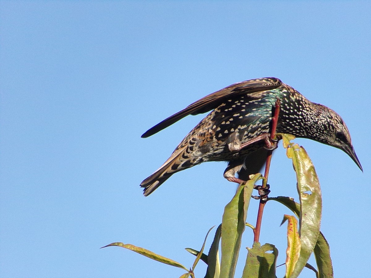 European Starling - ML645215727