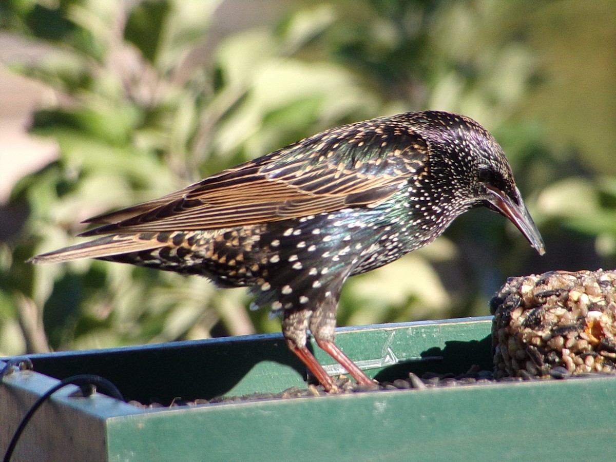 European Starling - ML645215734