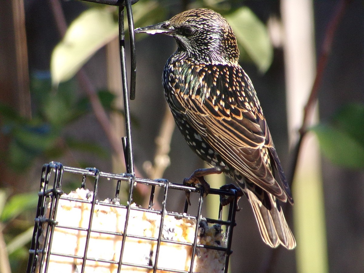 European Starling - ML645215735