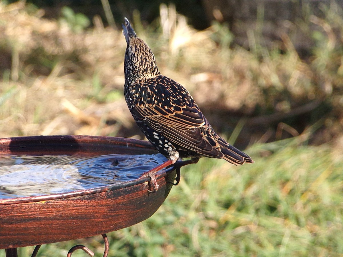 European Starling - ML645215736