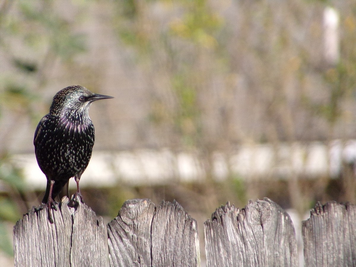 European Starling - ML645215737