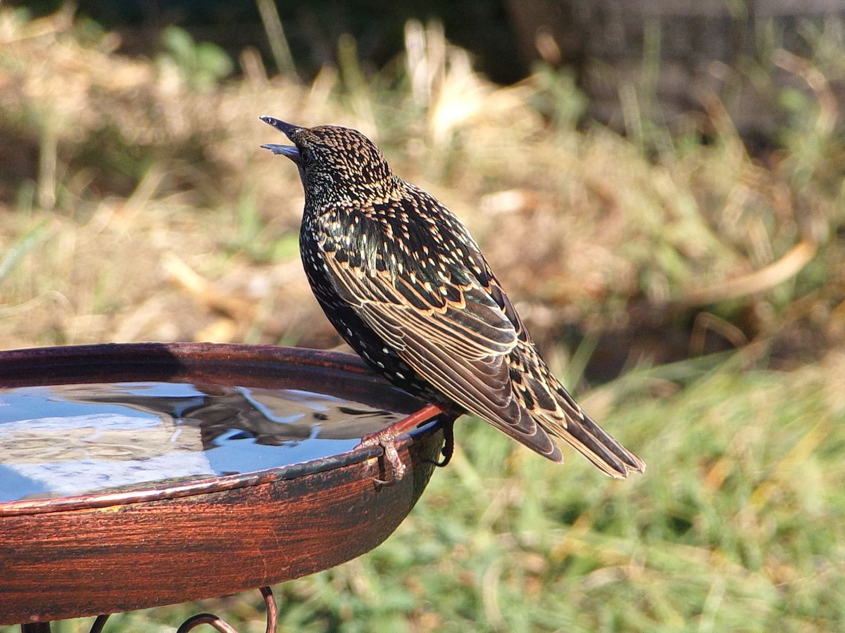 European Starling - ML645215738