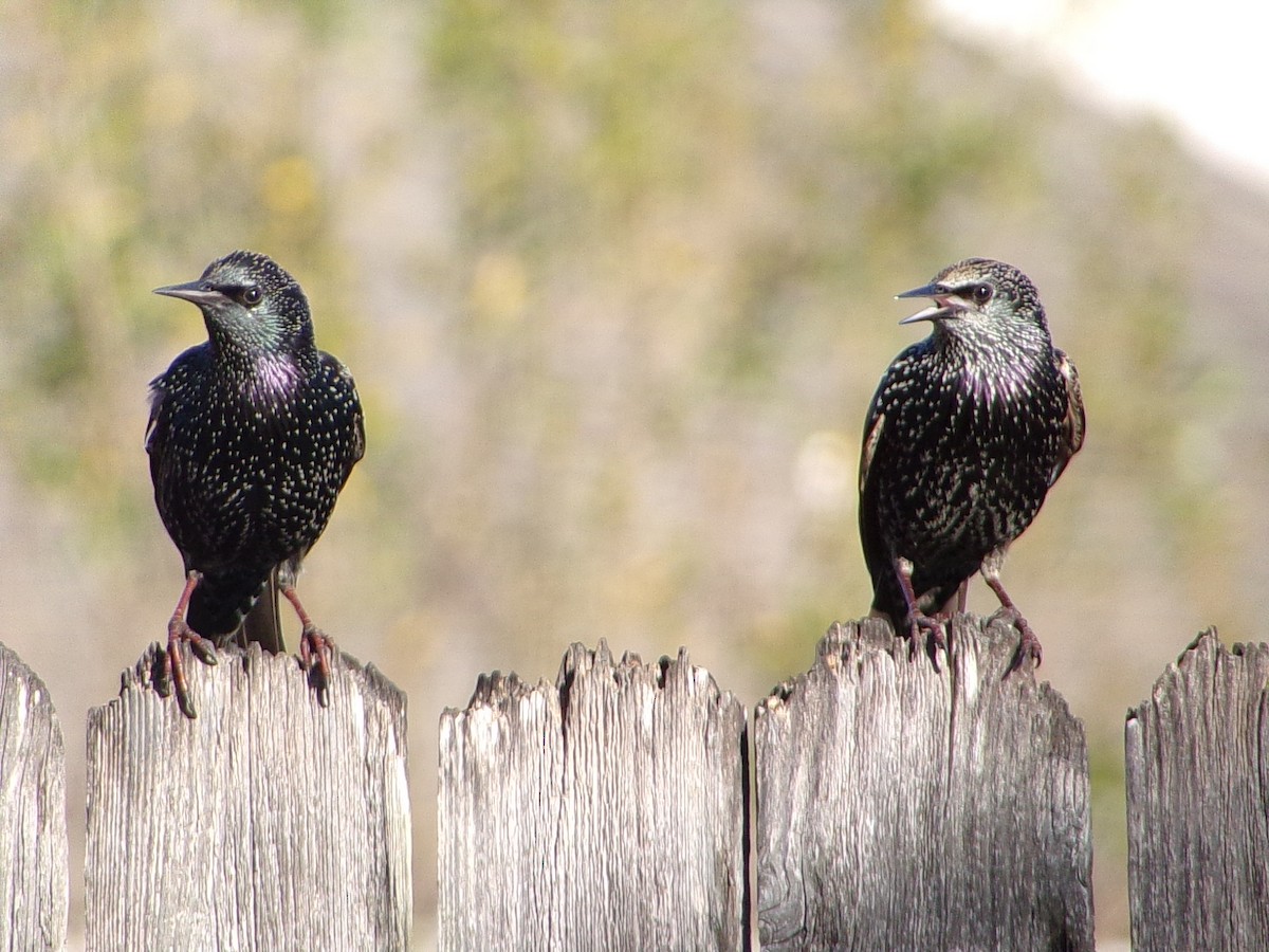 European Starling - ML645215739
