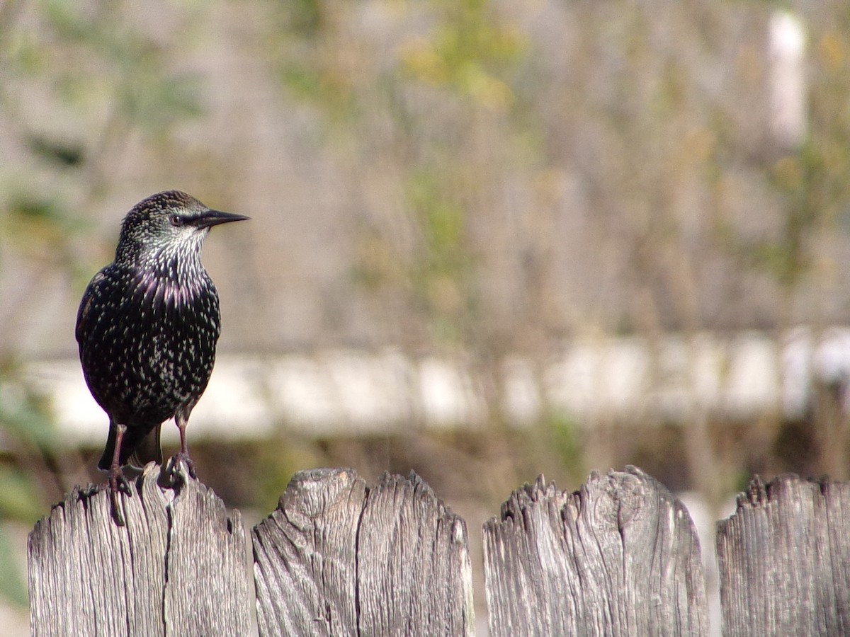 European Starling - ML645215740