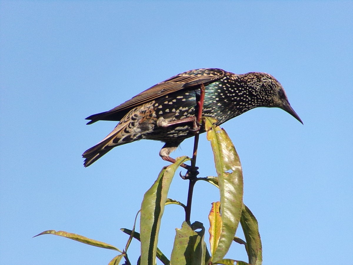 European Starling - ML645215741