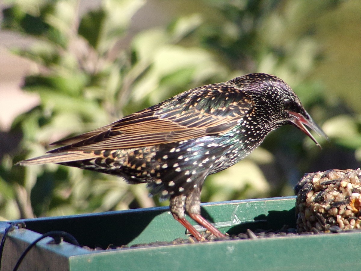 European Starling - ML645215742