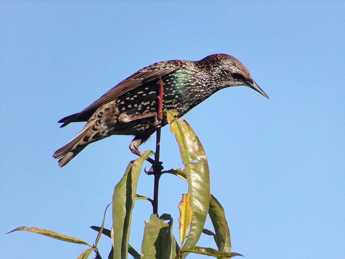 European Starling - ML645215743
