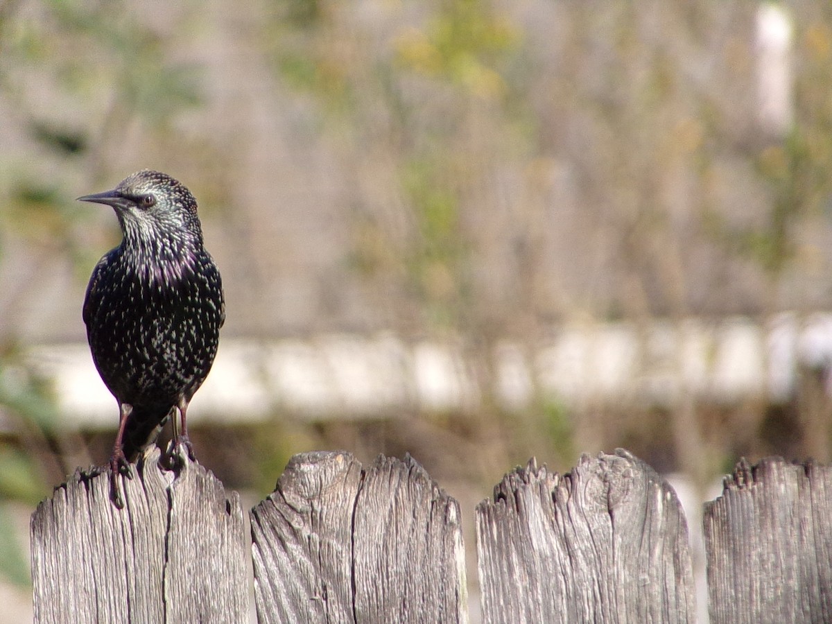 European Starling - ML645215744