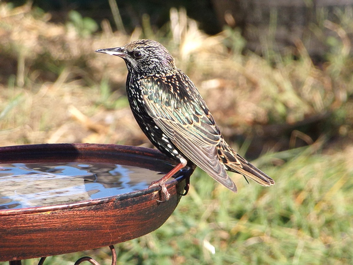 European Starling - ML645215745