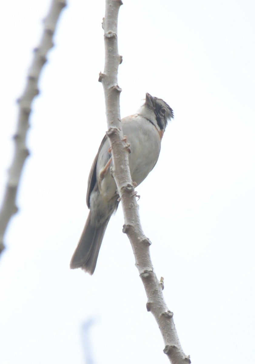 Morgenammer - ML645215753