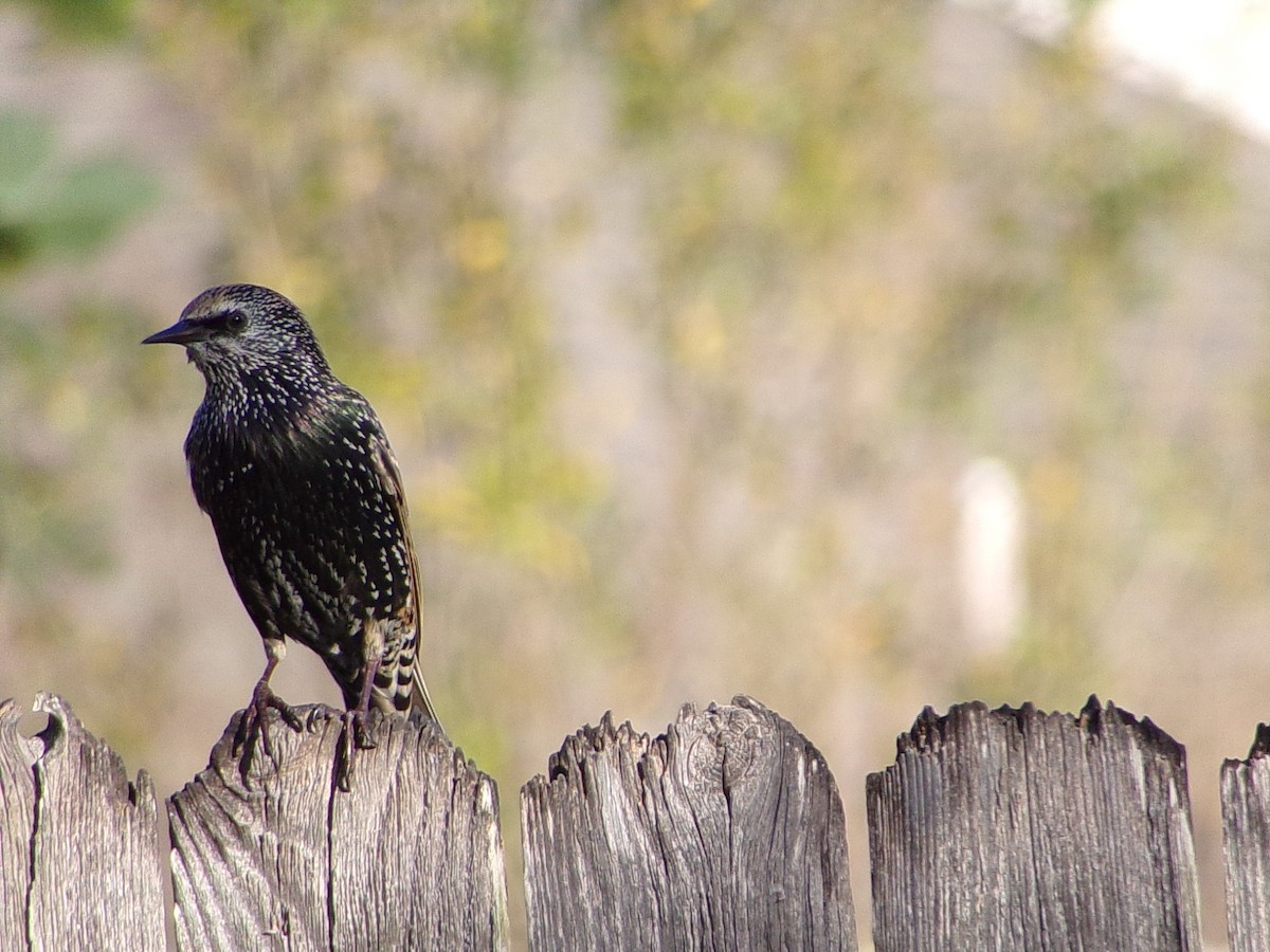 European Starling - ML645215757