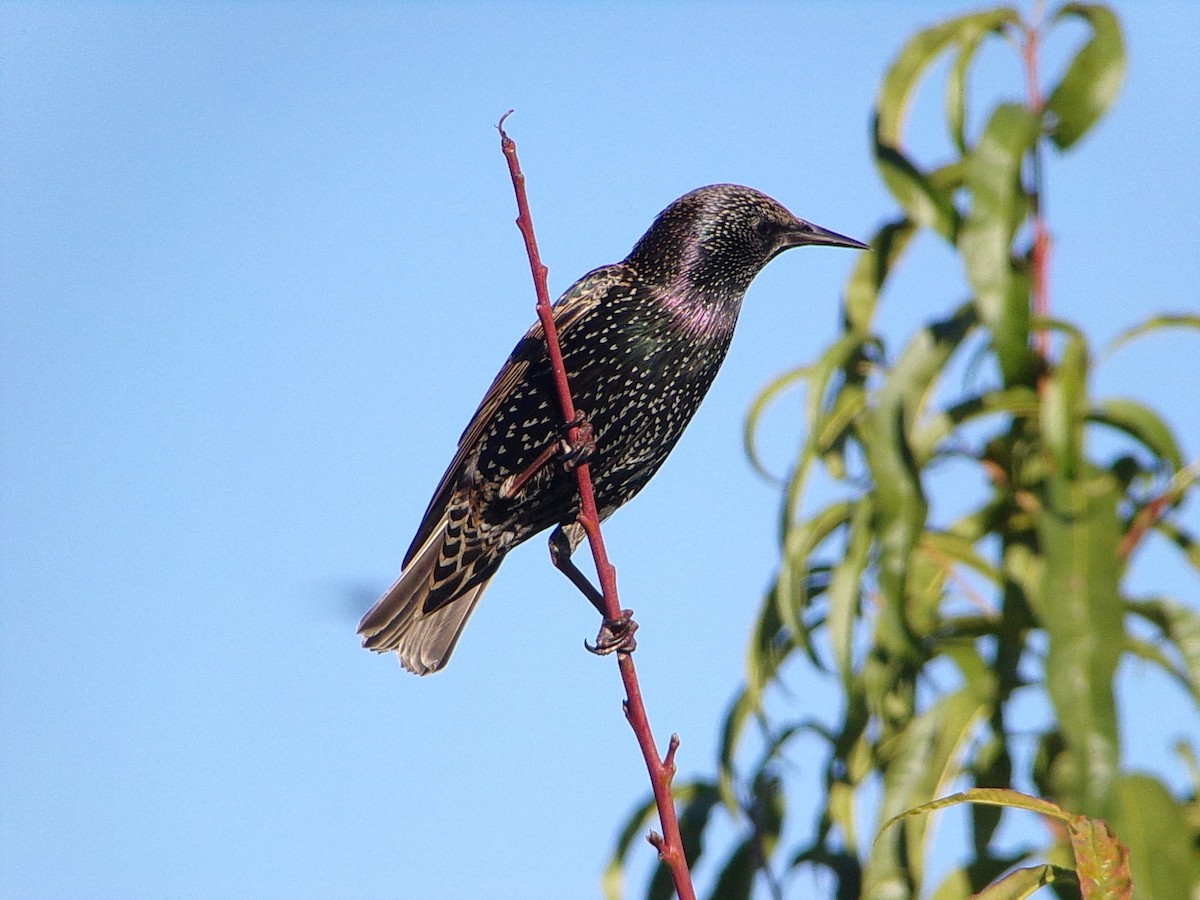 European Starling - ML645215758