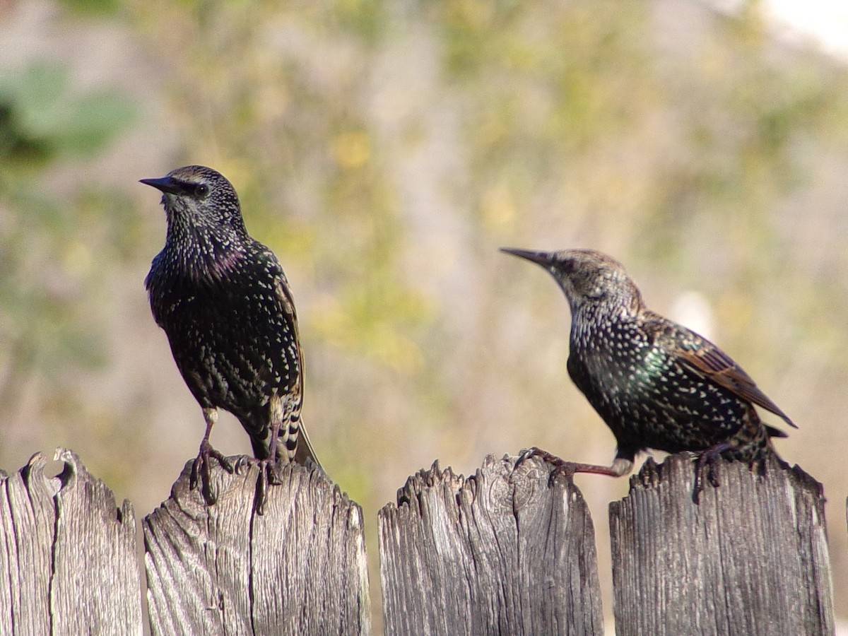 European Starling - ML645215759