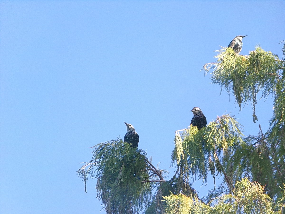 European Starling - ML645215760