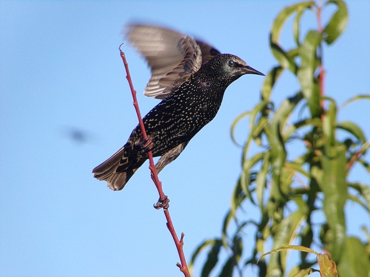 European Starling - ML645215761