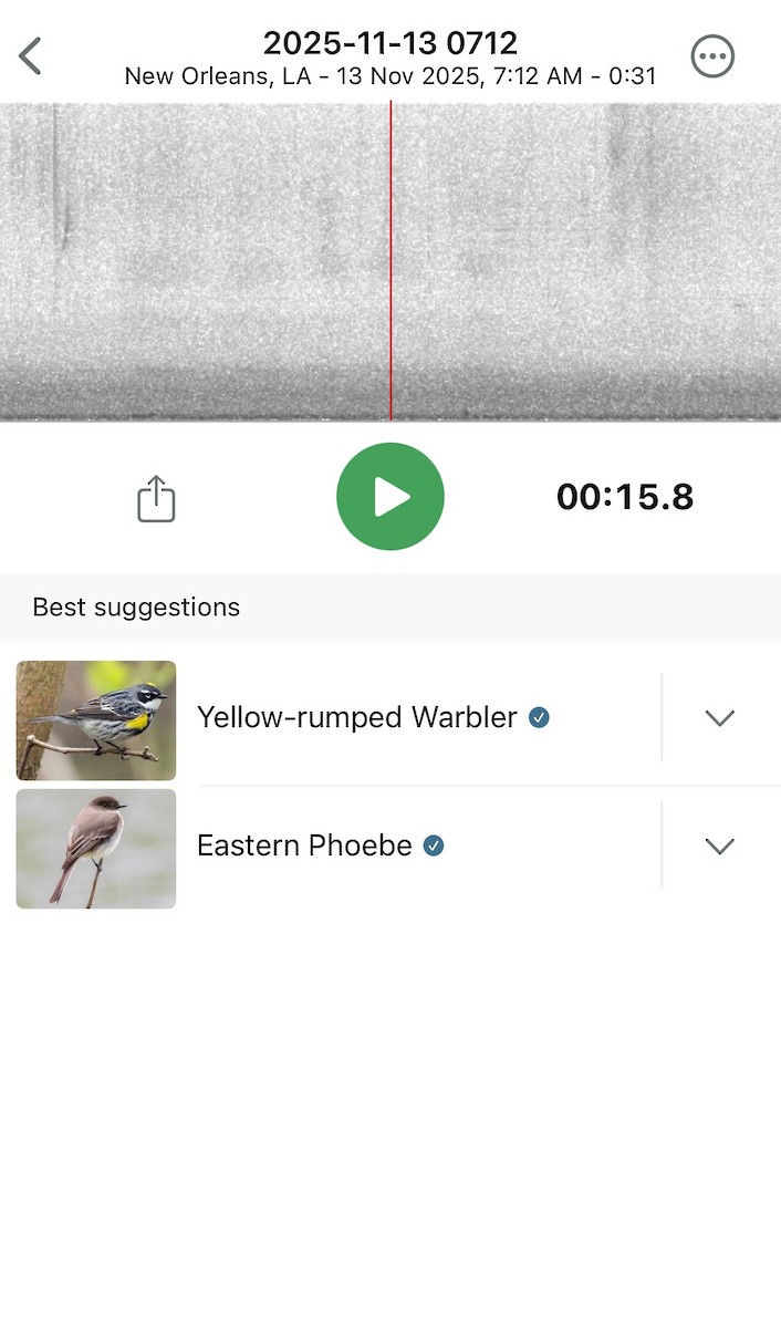 Paruline à croupion jaune - ML645215770