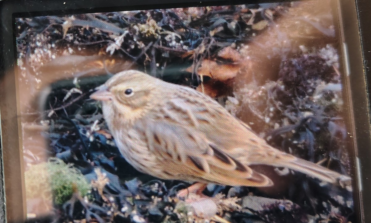 Savannah Sparrow (Ipswich) - ML645215789
