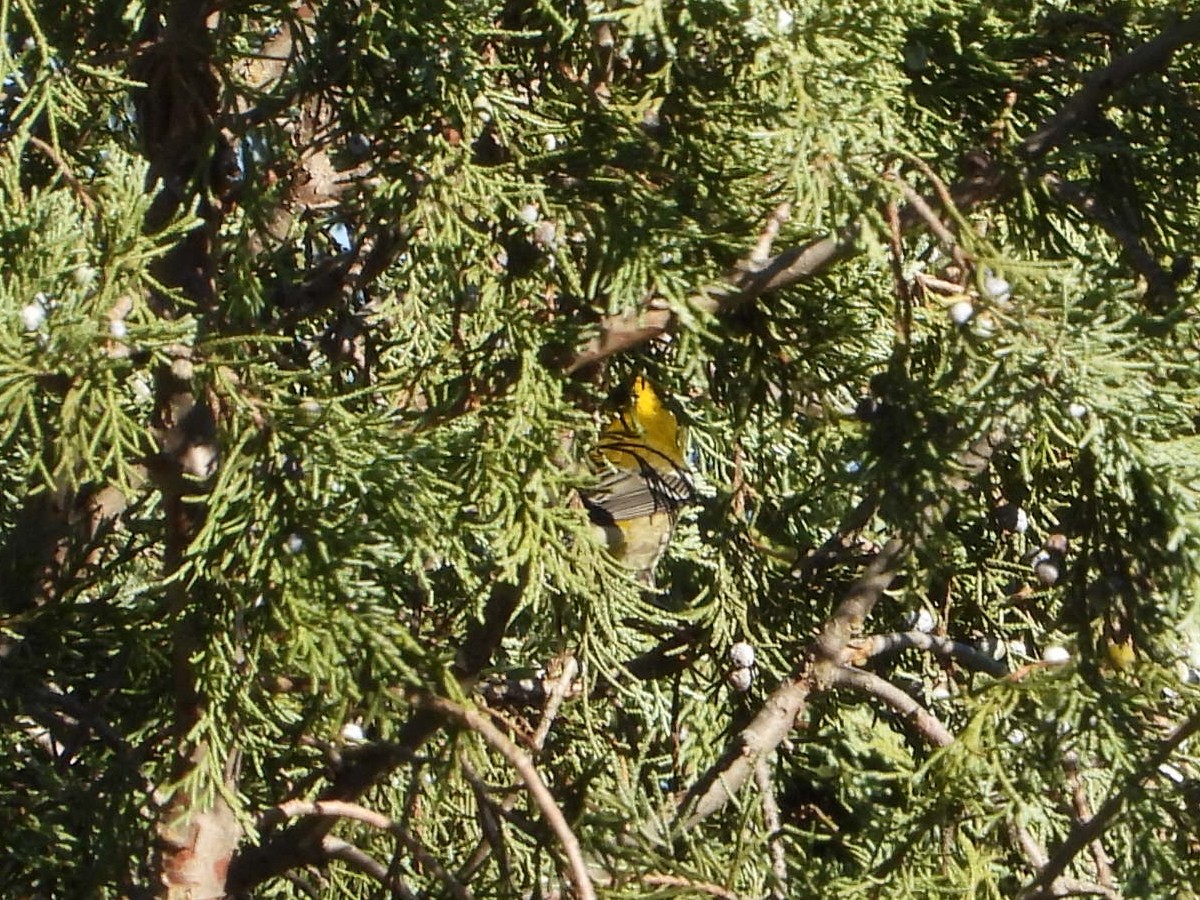 Setophaga sp. - ML645215804