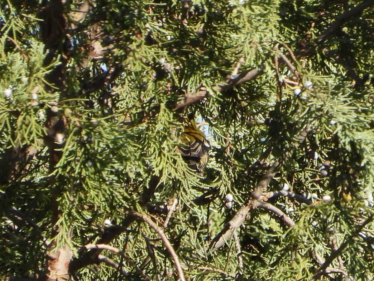 Setophaga sp. - ML645215805