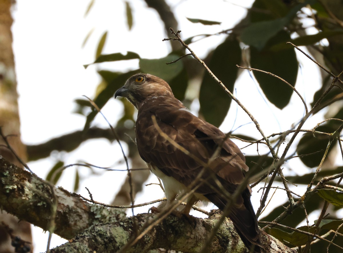 Madagascar Cuckoo-Hawk - ML645215822
