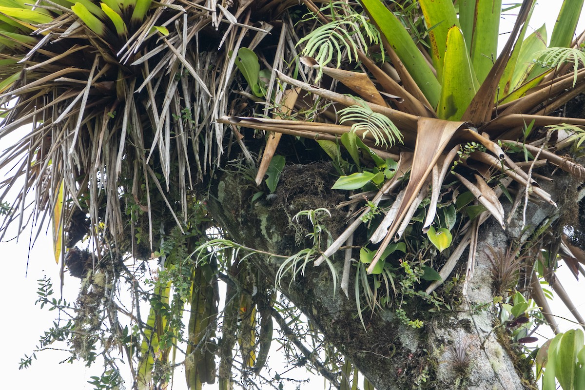 Golden-bellied Flycatcher - ML645215823