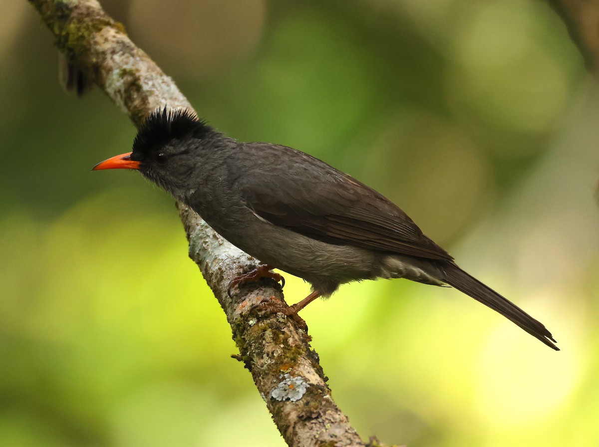 Malagasy Bulbul - ML645215827