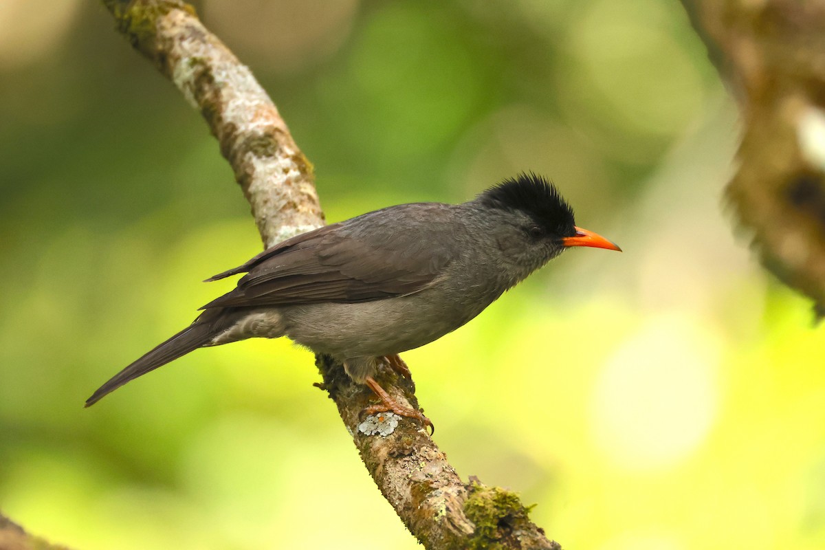 Malagasy Bulbul - ML645215829