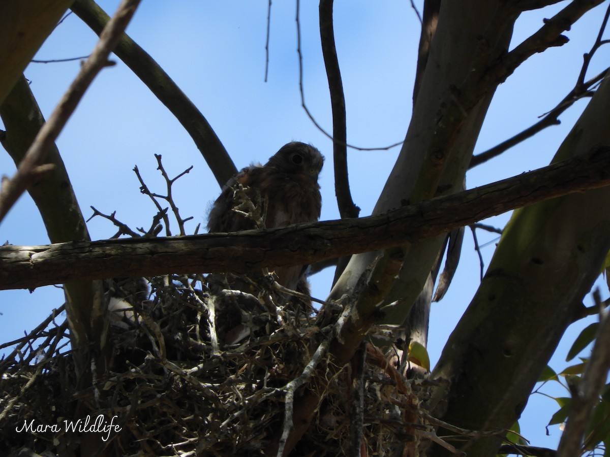 klippefalk - ML645215831