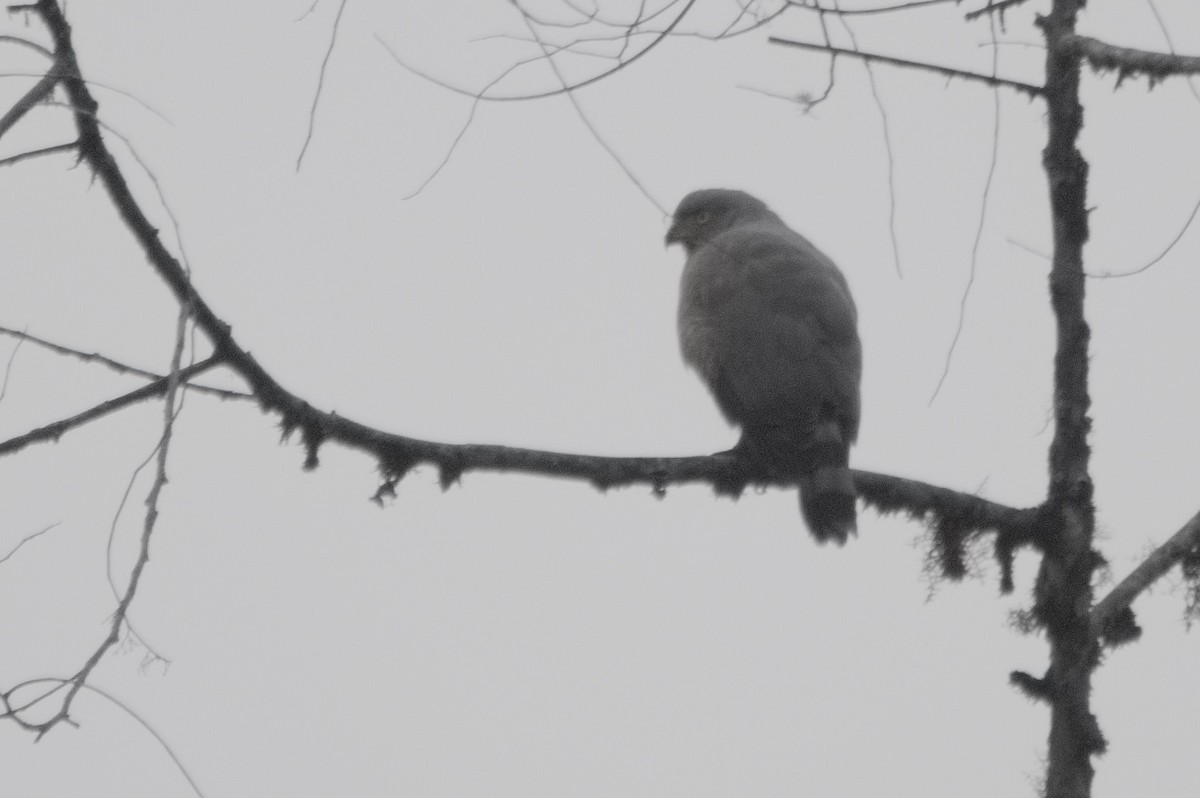 Broad-winged Hawk - ML645215837