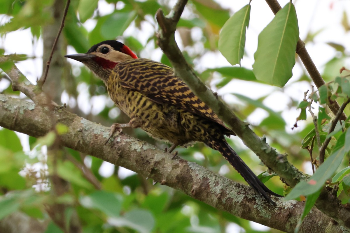 Черноусый дятел - ML645215858