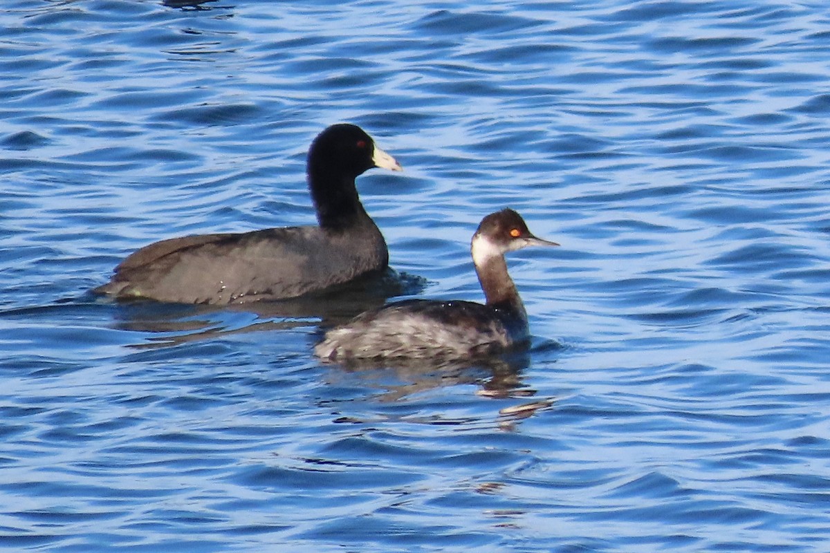 potápka černokrká - ML645215859