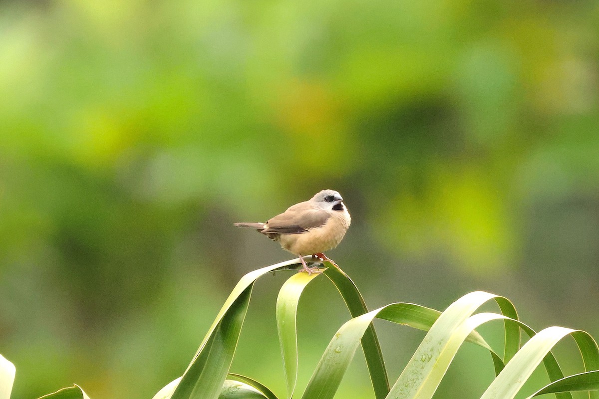 Madagascar Munia - ML645215874