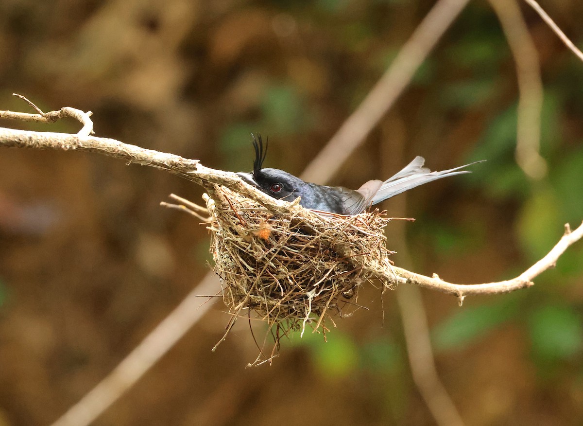 Crested Drongo (Madagascar) - ML645215881